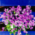 Végétation Mur Jardin