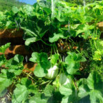 Végétation Mur Jardin