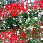 Végétation Mur Jardin