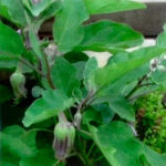 Végétation Mur Jardin